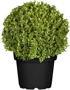 Buchsbaum Kugel Buxus Ø ca 20 cm 17 cm Topf