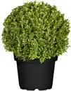 Bild 1 von Buchsbaum Kugel Buxus Ø ca 20 cm 17 cm Topf