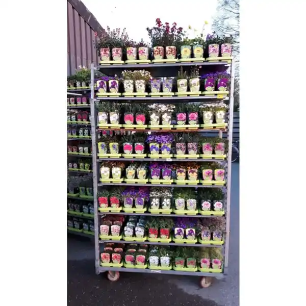 Bild 2 von Gartenkrone Stauden »Colour Stauden Mix-CC«, gemischt, winterhart