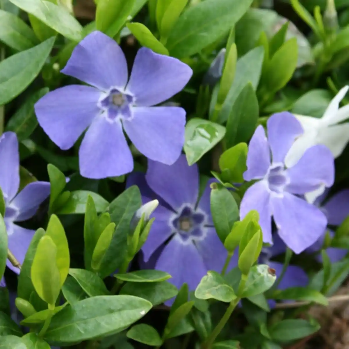 Bild 1 von Gartenkrone Kleinblättriges Immergrün, Vinca minor, Blattfarbe: grün, Blüte: blau