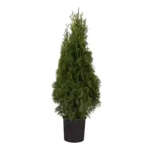 Lebensbaum, Thuja occidentalis, immer grün