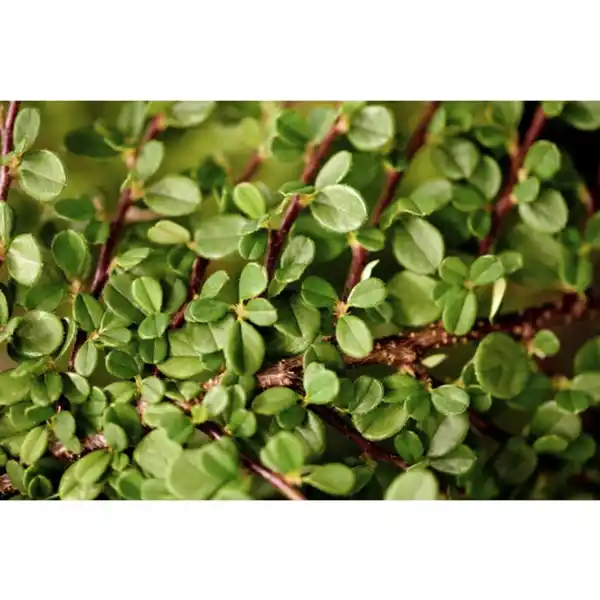 Bild 2 von Gartenkrone Zwergmispel, Cotoneaster Procumbens »Streibs Findling«, weiß, winterhart