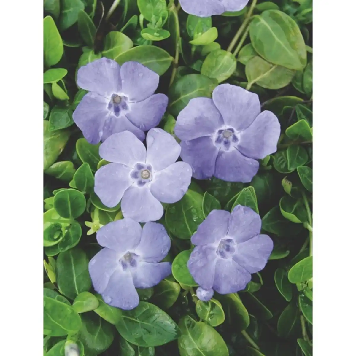 Bild 2 von Gartenkrone Kleinblättriges immergrün, Vinca minor, blau, winterhart