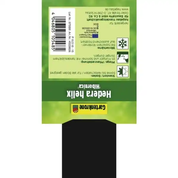 Bild 3 von Gartenkrone Efeu, Hedera helix »Hibernica«, creme, winterhart