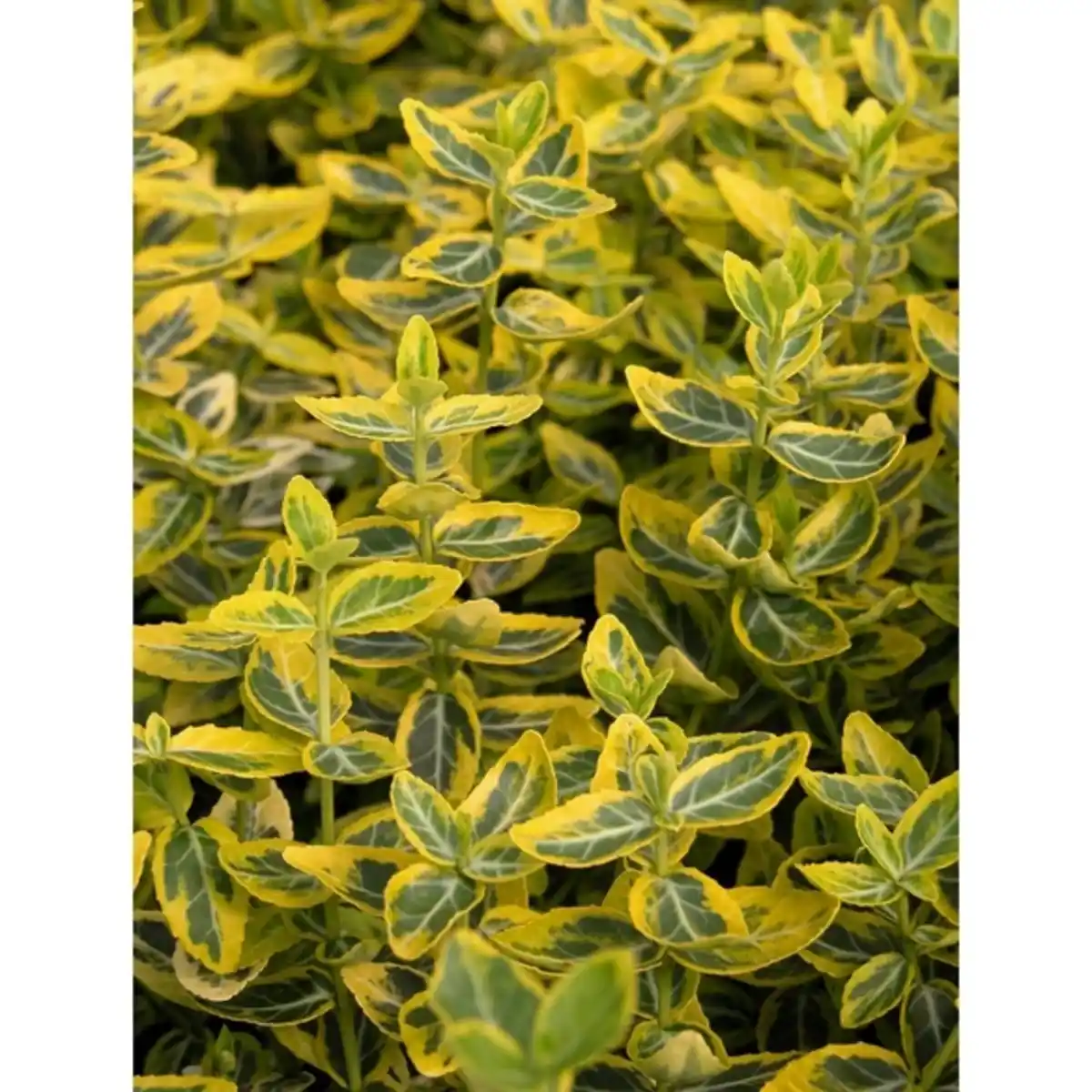 Bild 3 von Gartenkrone Spindelstrauch, Euonymus fortunei »Emerald Gold«, weiß, winterhart