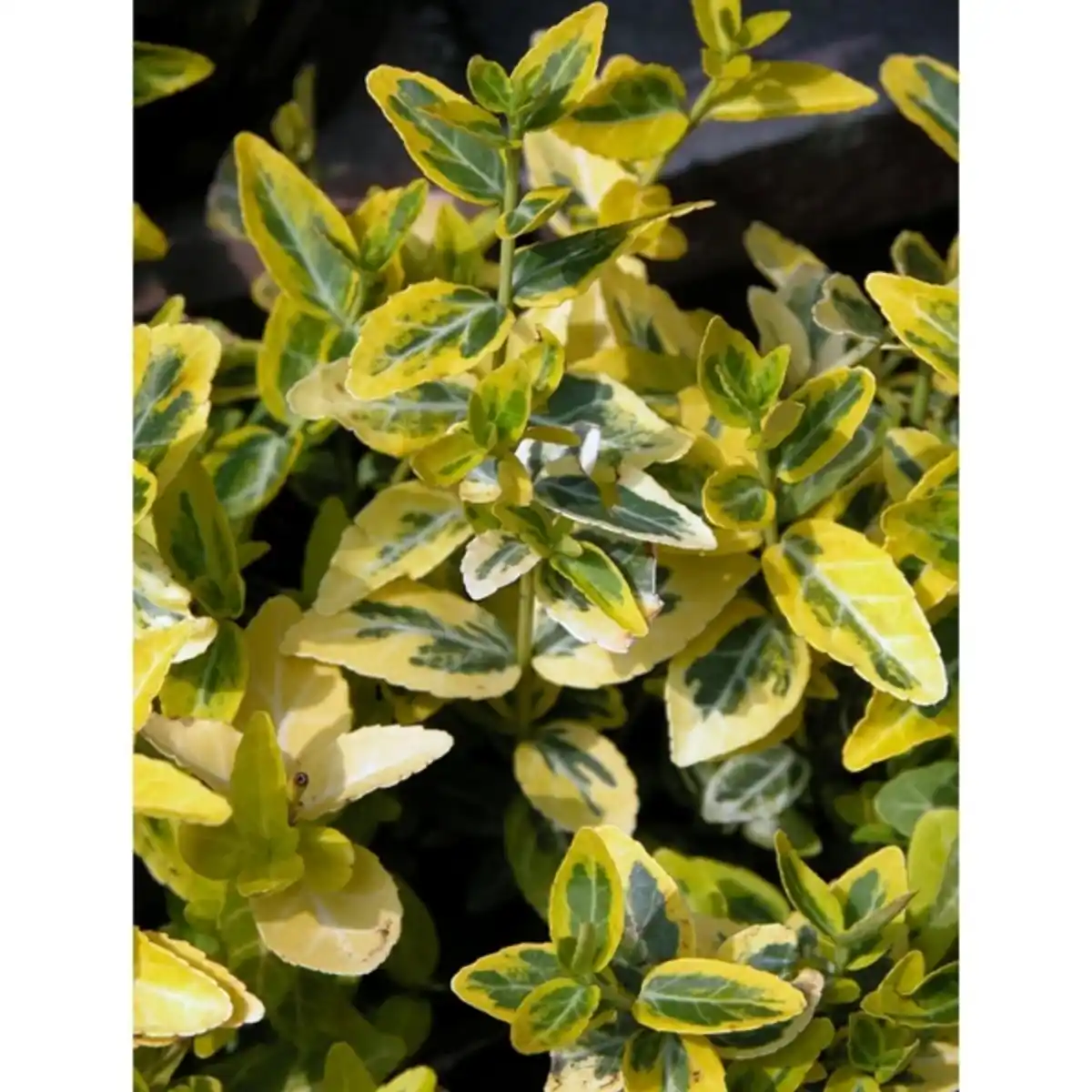 Bild 4 von Gartenkrone Spindelstrauch, Euonymus fortunei »Emerald Gold«, weiß, winterhart