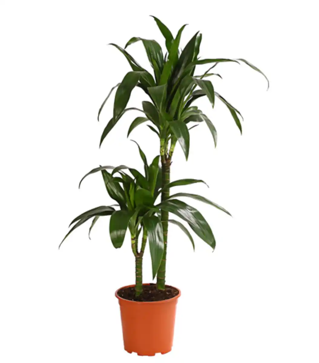 Bild 1 von Drachenbaum - Dracaena fragrans 'Lisa'