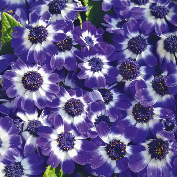 Bild 2 von Pericallis POP!