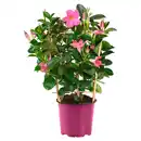 Bild 1 von GARDENLINE Dipladenie/Spalier rosa