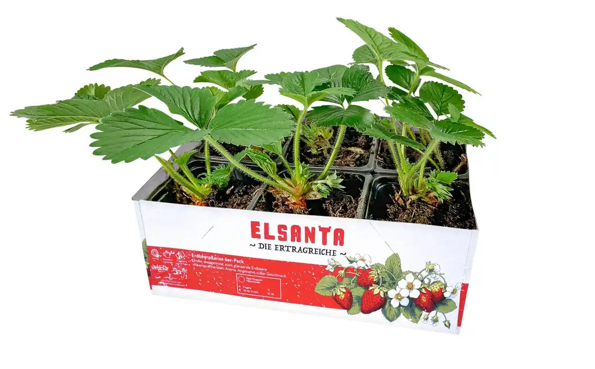 Bild 1 von Erdbeerpflanzen