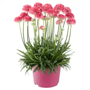 GARDENLINE Spring Pink Mix