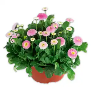 Bellis "Erdbeersahne" XL