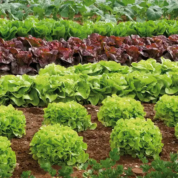 Bild 4 von Salatpflanzen