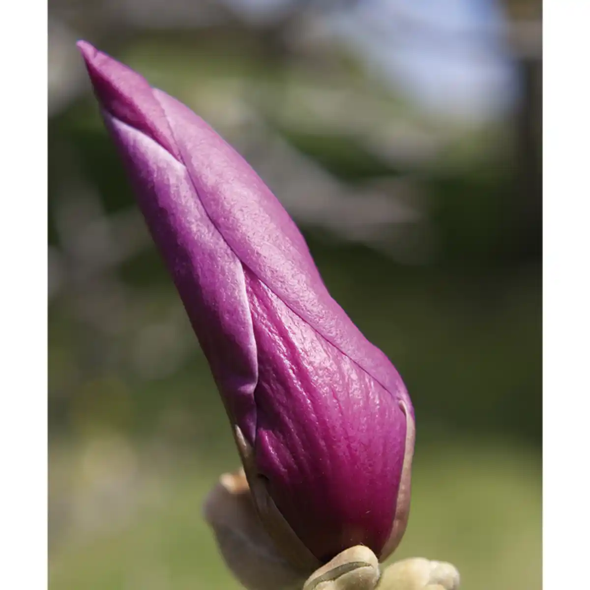 Bild 2 von Finest Garden Magnolie