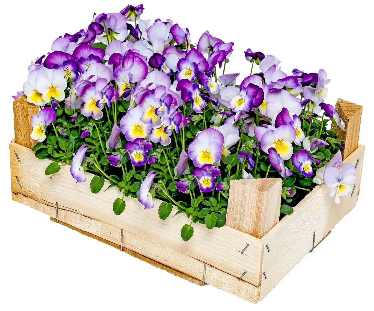 Bild 1 von Hornveilchen oder Stiefmütterchen in Holzkiste