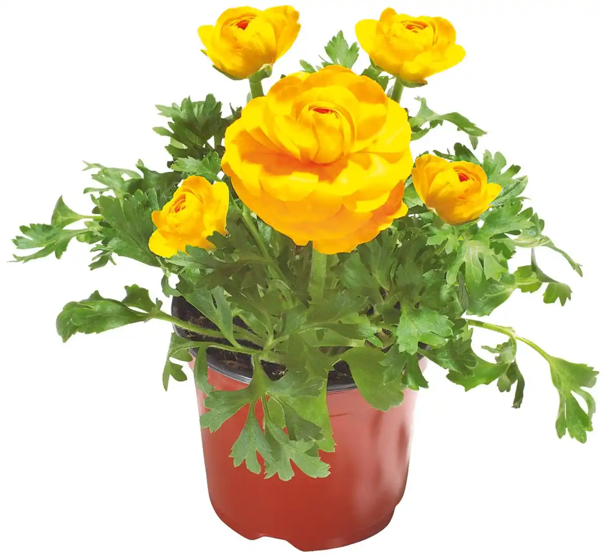 Bild 1 von Frühjahrspflanzen