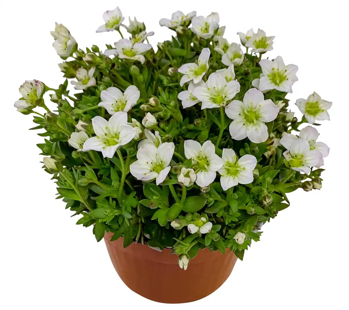 Bild 1 von Frühjahrspflanzen