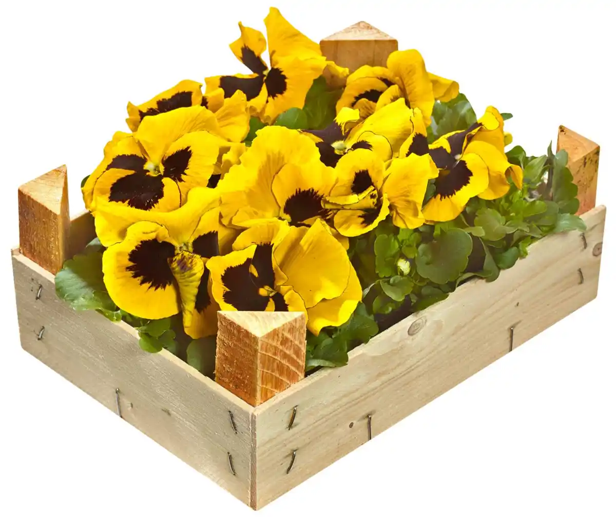 Bild 2 von Hornveilchen oder Stiefmütterchen in Holzkiste