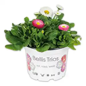 Bellis "Trios"