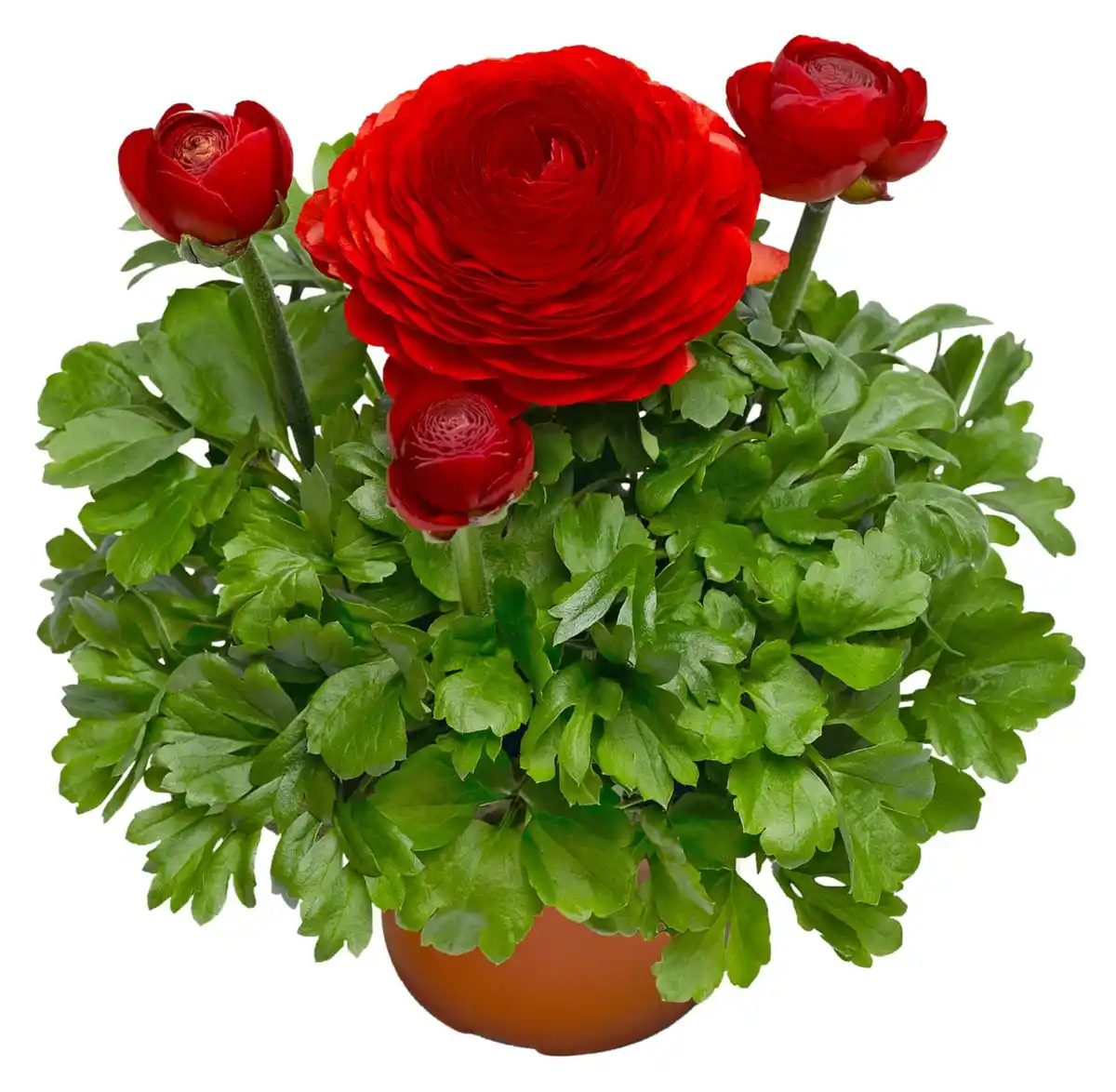 Bild 2 von Frühjahrspflanzen