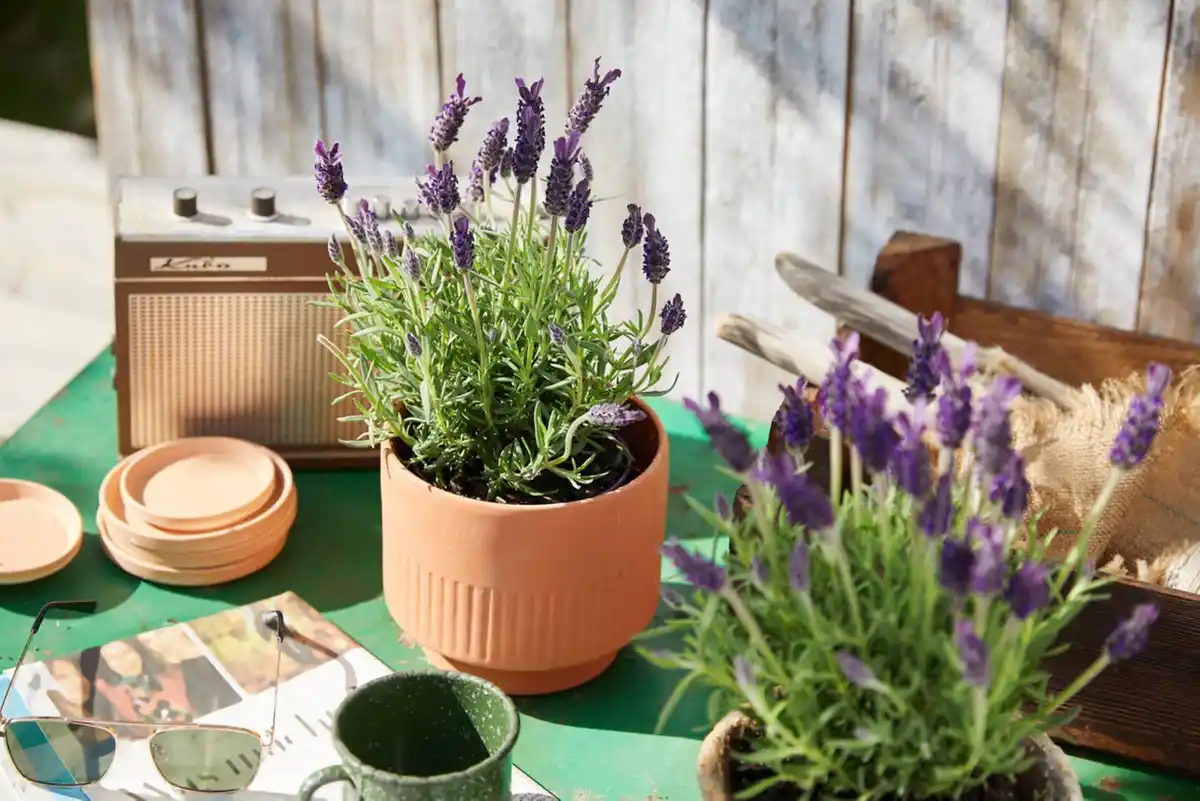 Bild 1 von Schopflavendel