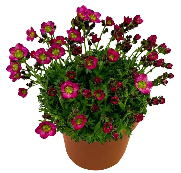 Bild 2 von Frühjahrspflanzen