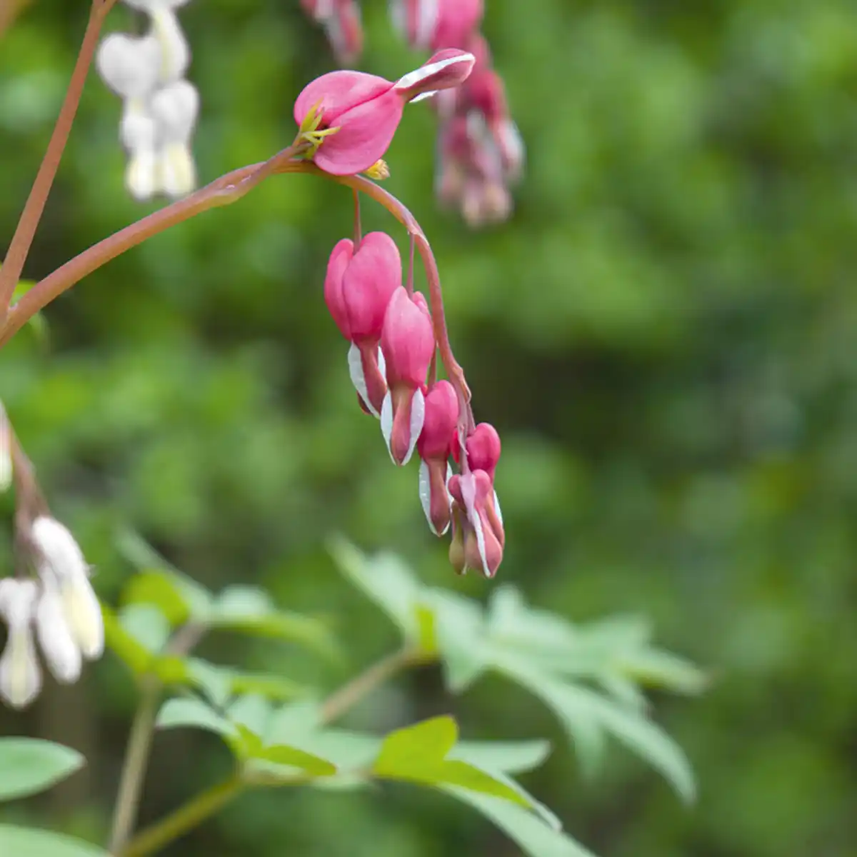 Bild 2 von Finest Garden Tränendes Herz Duo Jumbo