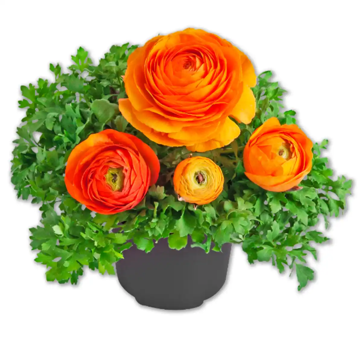 Bild 1 von Ranunkel*