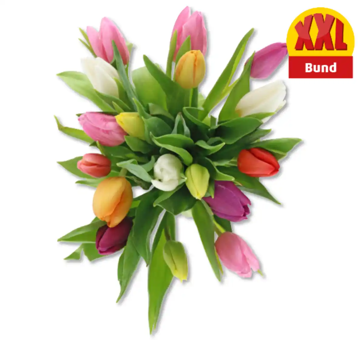 Bild 1 von Tulpen Harlekin*