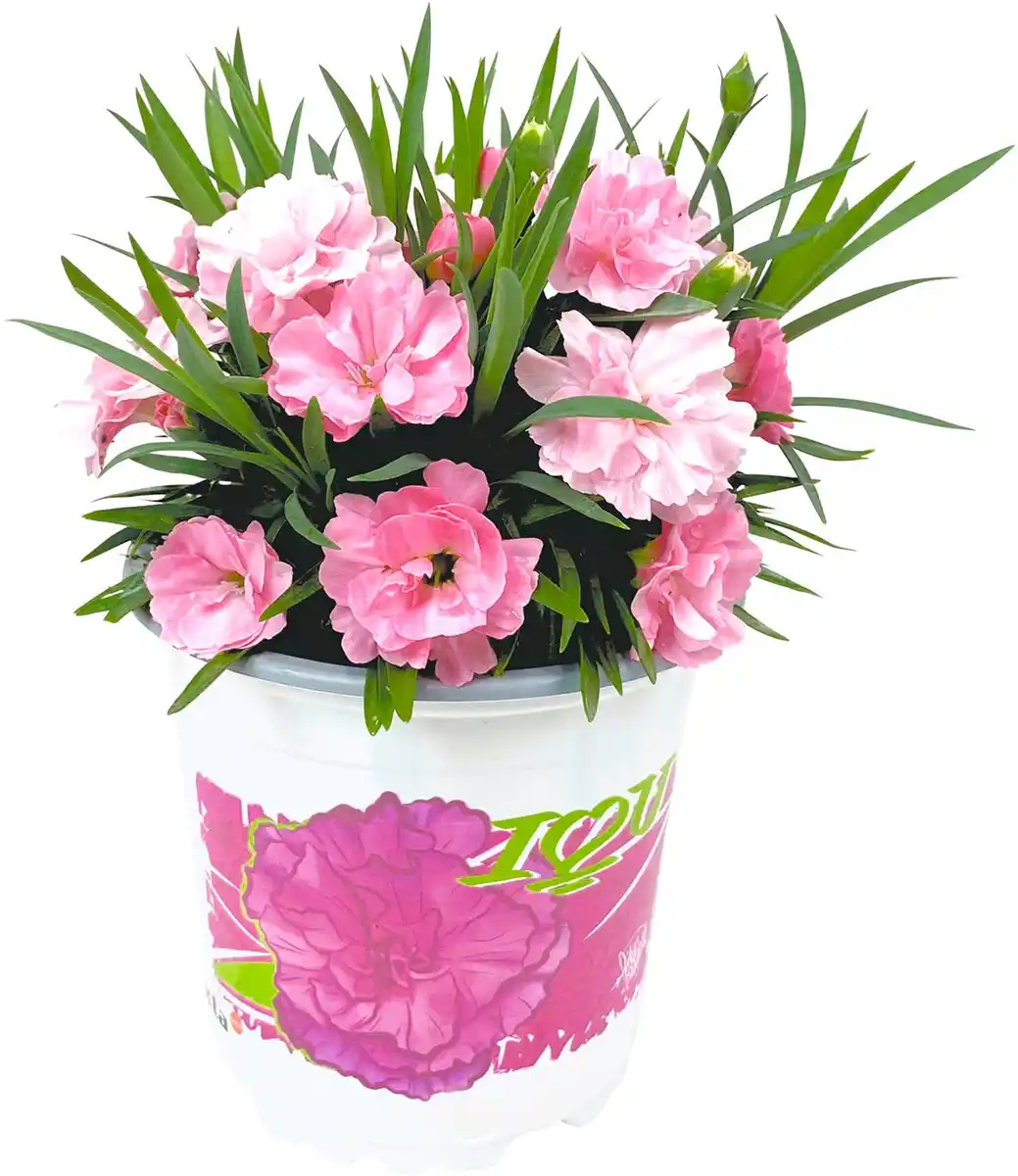 Bild 1 von Dianthus 'I love you'