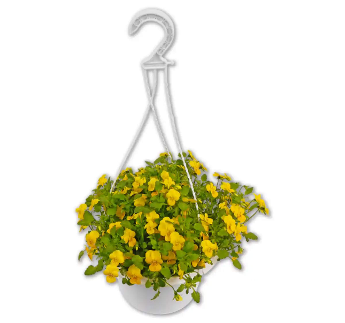 Bild 1 von Hornveilchen*