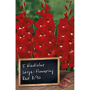 Blumenzwiebeln Gladiole 5 Stück rot