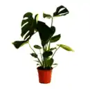 Bild 1 von Monstera deliciosa XL