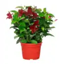 Bild 2 von GARDENLINE Dipladenia-Busch