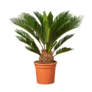 Cycas revoluta (Sagopalm)