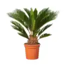 Bild 1 von Cycas revoluta (Sagopalm)