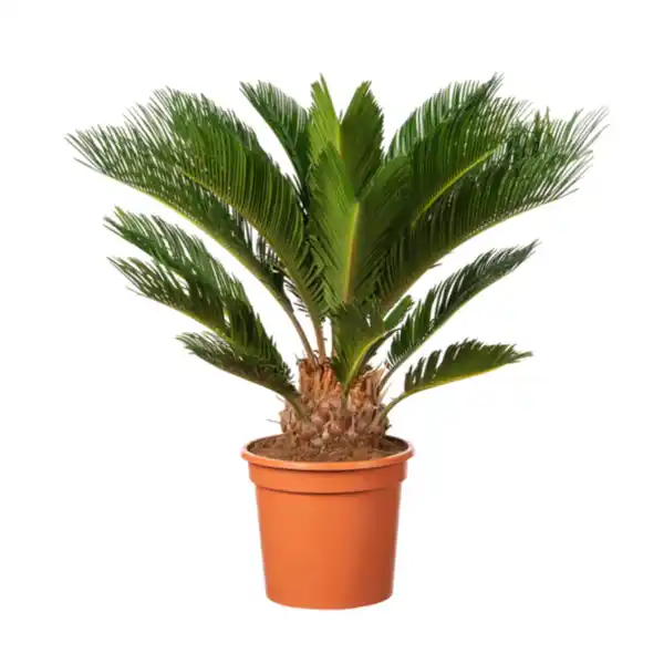 Bild 1 von Cycas revoluta (Sagopalm)