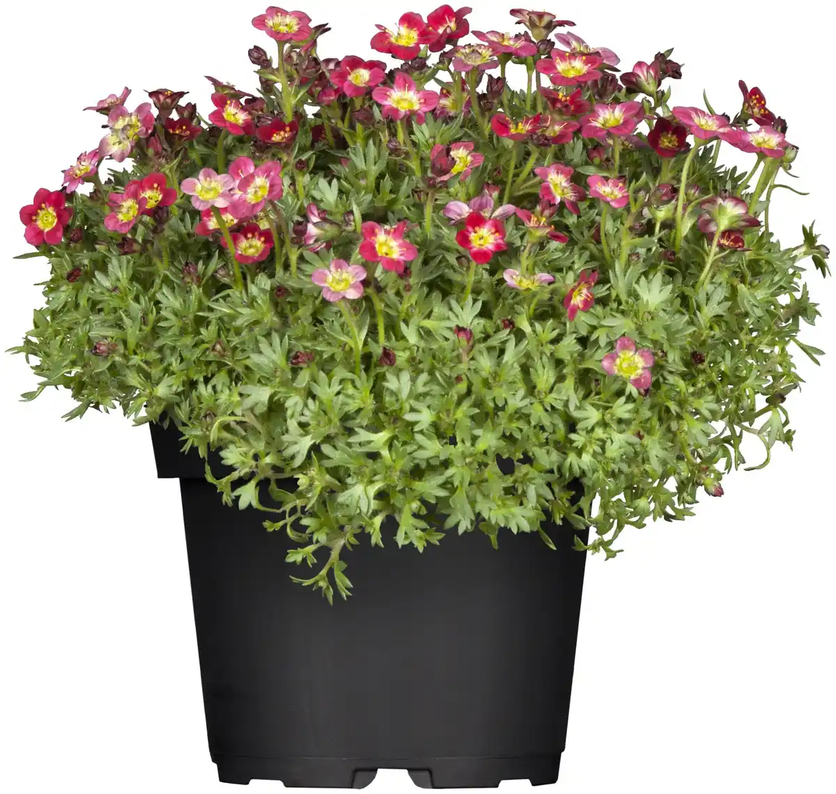 Bild 1 von Steinbrech Saxifraga H 10 cm 11 cm Topf