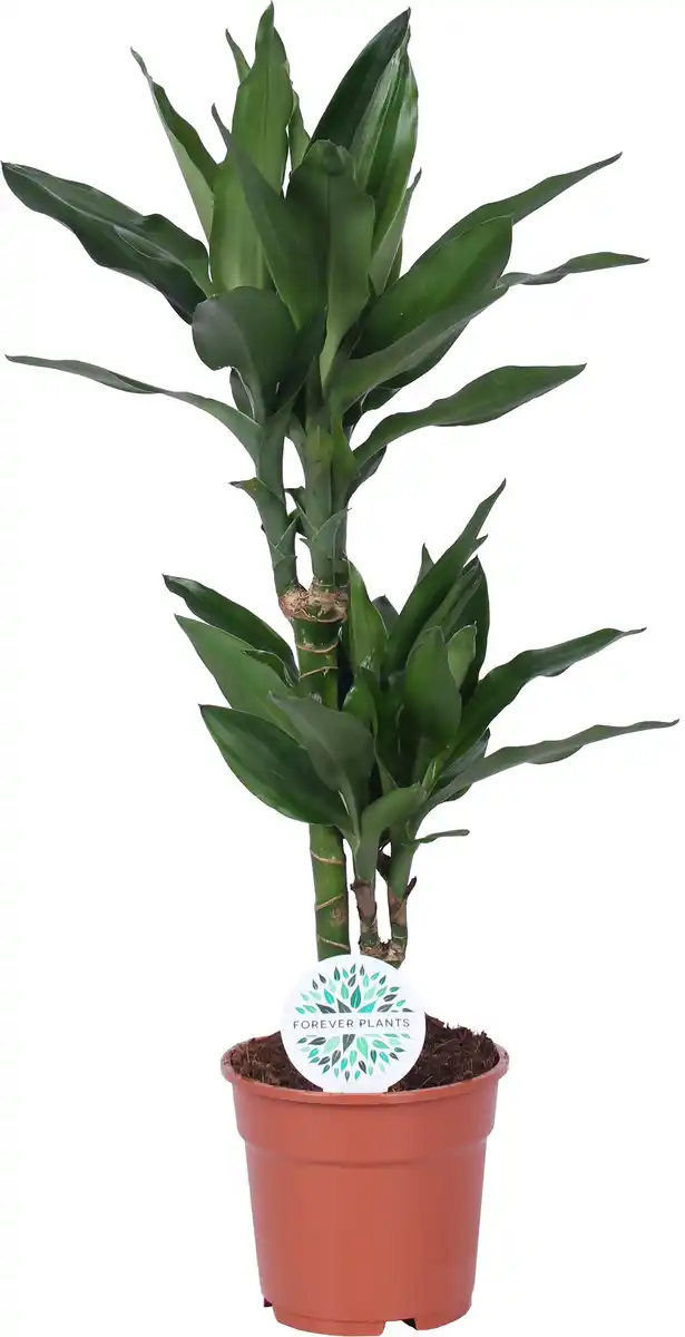 Bild 1 von Grünpflanzenmix H ca 60 cm 17 cm Topf