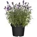 Bild 1 von toom Lavendel Busch 18 cm Topf