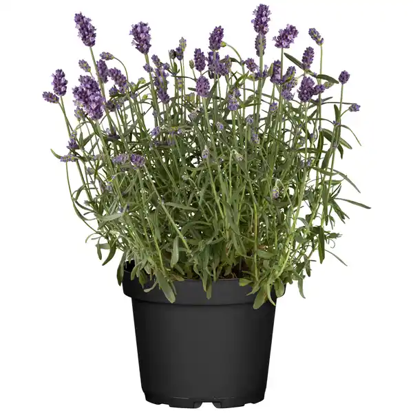 Bild 1 von toom Lavendel Busch 18 cm Topf