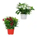 Bild 1 von GARDENLINE Dipladenia-Busch