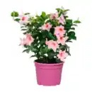 Bild 3 von GARDENLINE Dipladenia-Busch