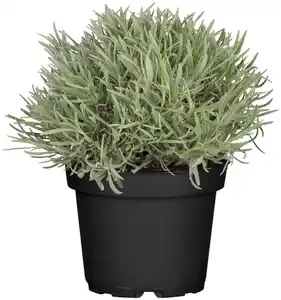 Lavendel Busch Lavandula H 25 cm 14 cm Topf