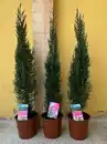 Bild 1 von Cupressus sempervirens pyramidalis Mittelmeer Zypresse ca. 130 cm 20 cm Topf