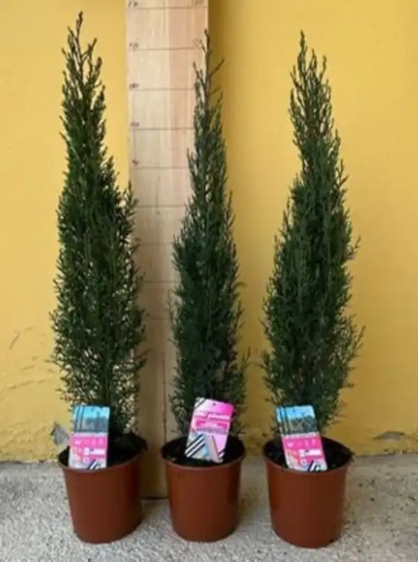 Bild 1 von Cupressus sempervirens pyramidalis Mittelmeer Zypresse ca. 130 cm 20 cm Topf