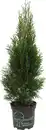 Bild 1 von Lebensbaum Smaragd Thuja occidentalis H 40 - 60 cm 2 L Container