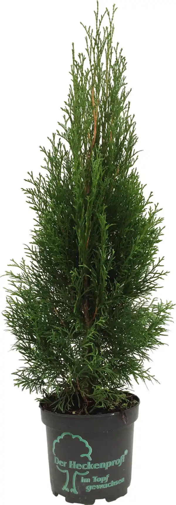 Bild 1 von Lebensbaum Smaragd Thuja occidentalis H 40 - 60 cm 2 L Container