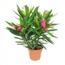 Bild 2 von GARDENLINE Oleander-Busch