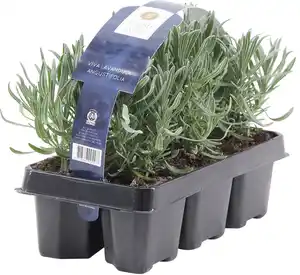 Lavendel Lavandula angustifolia H 20 cm 6er Pack